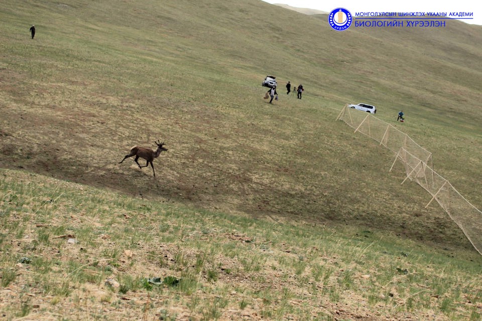 Халиун буга (Cervus elaphus)-ын шилжилт хөдөлгөөн, нүүдлийн коридор болон холбоос нутгийн тухай