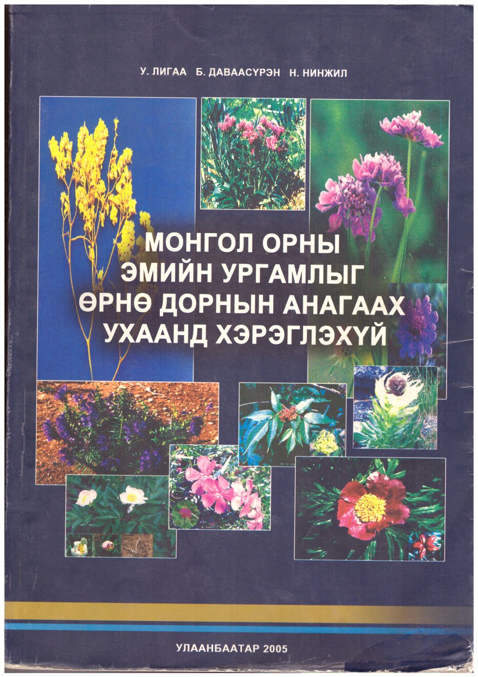   Лигаа У., Даваасүрэн Б., Нинжил Н. 2000. Монгол орны эмийн ургамал өрнө, дорнын анагаах ухаанд хэрэглэгдэх нь. Улаанбаатар, 648 х.